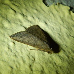 Simplicia rectalis