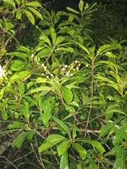 Buchanania arborescens