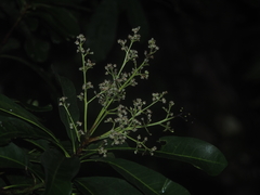 Buchanania arborescens