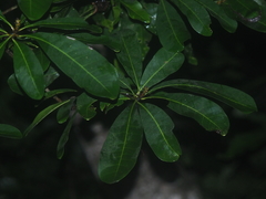 Buchanania arborescens