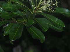 Buchanania arborescens