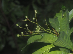 Buchanania arborescens