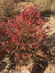 Anabasis articulata