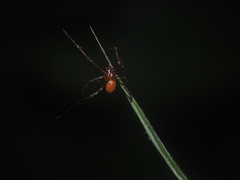 Theridion zonulatum