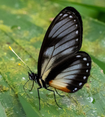 Eresia datis moesta