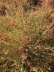 Anabasis articulata