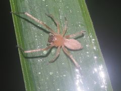 Cheiracanthium daquilium