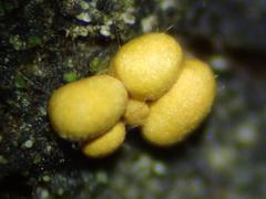 Hemitrichia lutescens