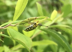 Zeale nigromaculata