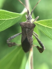 Leptoglossus concaviusculus