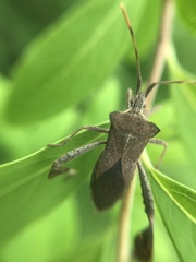 Leptoglossus concaviusculus