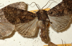 Mniotype adusta