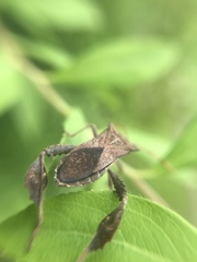 Leptoglossus concaviusculus