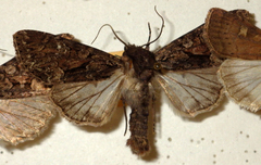 Mniotype adusta