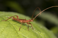 Chenoderus testaceus