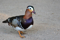 Aix galericulata