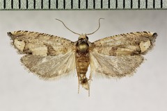 Suleima helianthana