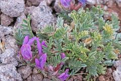 Oxytropis oreophila