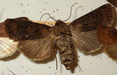 Agrotis clavis