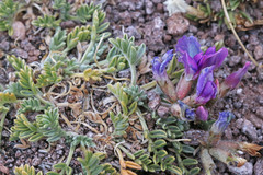 Oxytropis oreophila
