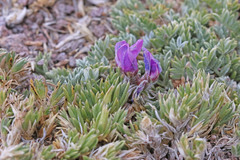 Oxytropis oreophila