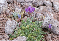 Oxytropis oreophila