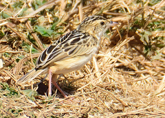 Cisticola brunnescens