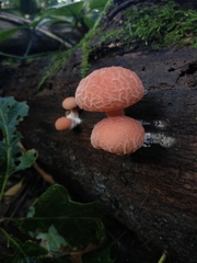 Rhodotus palmatus