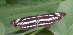 Neptis hylas