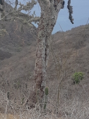 Armatocereus cartwrightianus