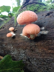 Rhodotus palmatus