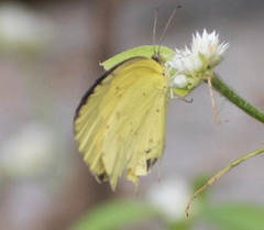 Eurema hecabe