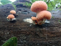 Rhodotus palmatus