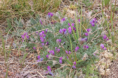 Oxytropis oreophila