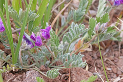 Oxytropis oreophila
