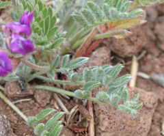 Oxytropis oreophila