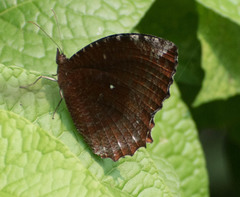 Elymnias hypermnestra