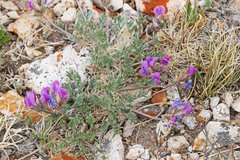 Oxytropis oreophila