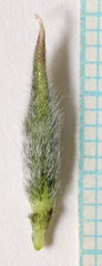 Oxytropis oreophila