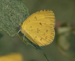Eurema hecabe