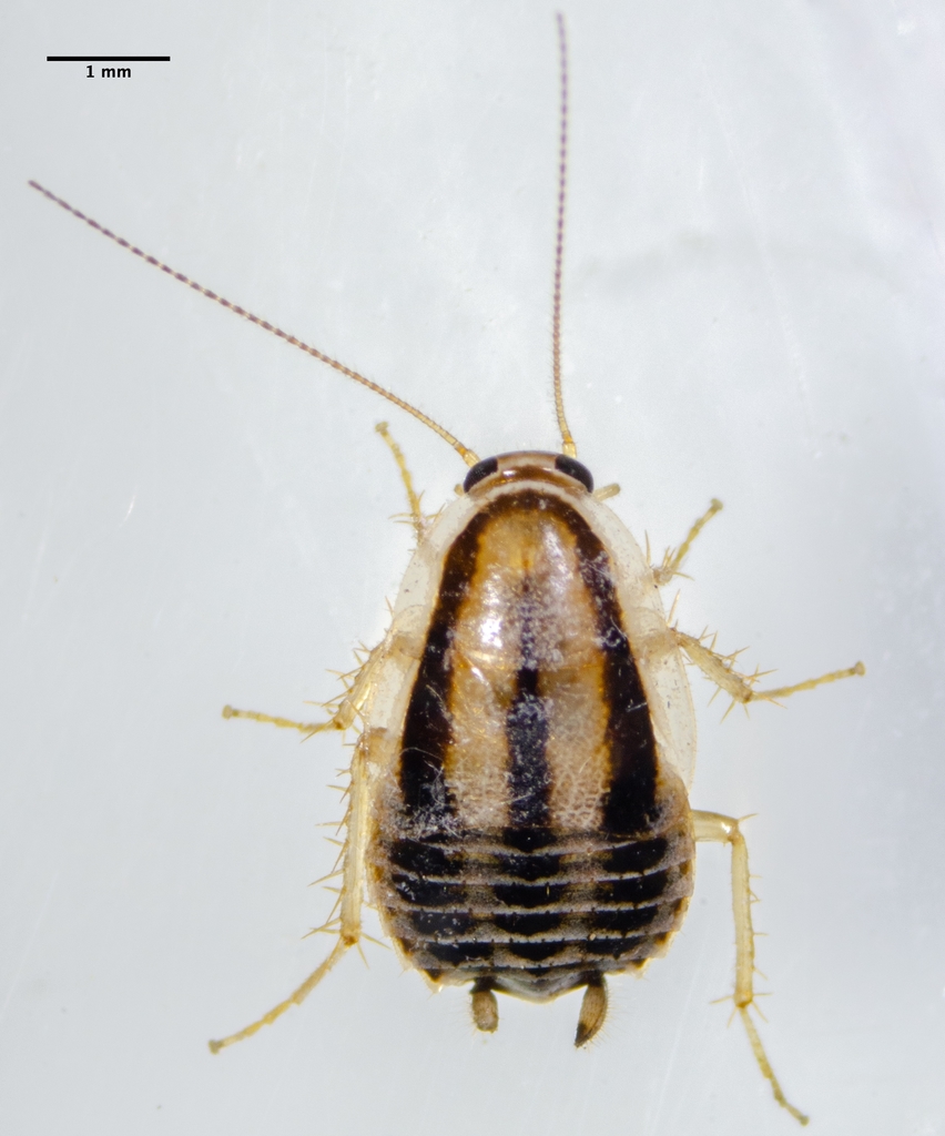 three-lined cockroach