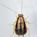 Three-lined Cockroach - Photo (c) Don Loarie, some rights reserved (CC BY), uploaded by Don Loarie