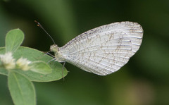 Leptosia nina