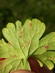 Peronospora conglomerata