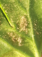 Peronospora conglomerata
