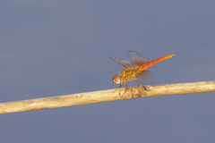 Brachythemis lacustris
