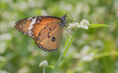 Danaus chrysippus