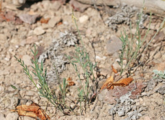 Astragalus miser oblongifolius