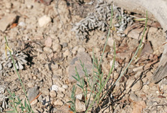 Astragalus miser oblongifolius