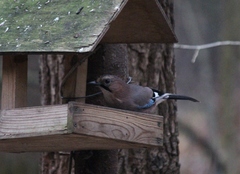 Garrulus glandarius